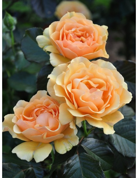 Amber Queen pienne róze