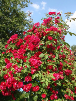 czerwone róże pnące sympatia 2