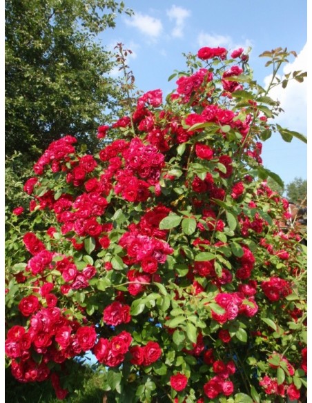 pnace róże czerwone sympatia7.jpg