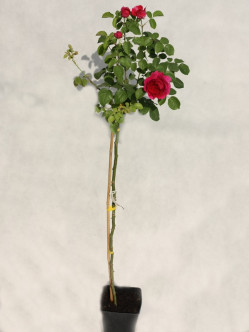 Othello angielskie róże pienne