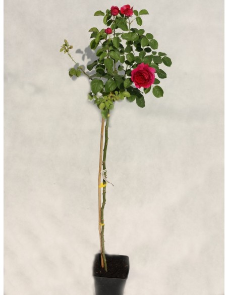 Othello angielskie róże pienne