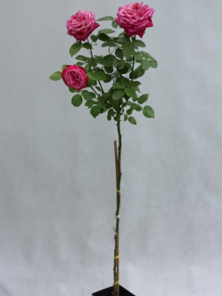 róże pienne Old Fragrance