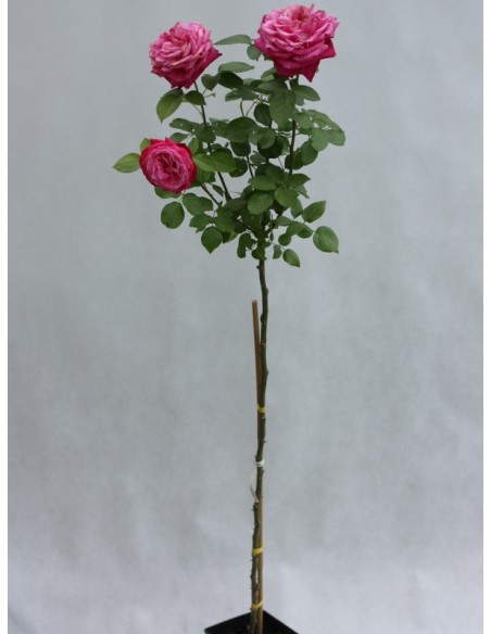 róże pienne Old Fragrance