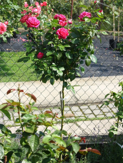 Old fragrance róze pienne