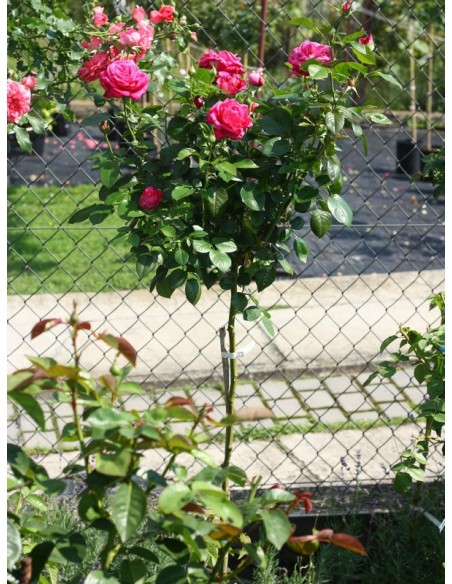 Old fragrance róze pienne