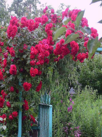 pnąca czerwona roza sympatia