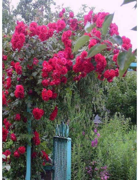 pnąca czerwona roza sympatia