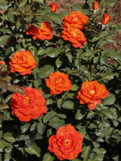 Super Trouper róże pomarańczowe