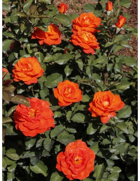 Super Trouper róże pomarańczowe