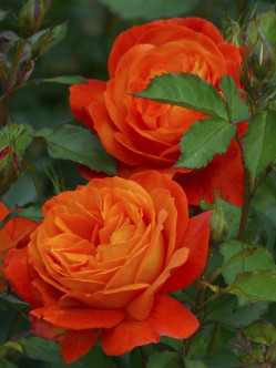 Super Trouper róże pomarańczowe 2