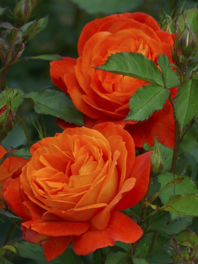 Super Trouper roze pomarańczowe