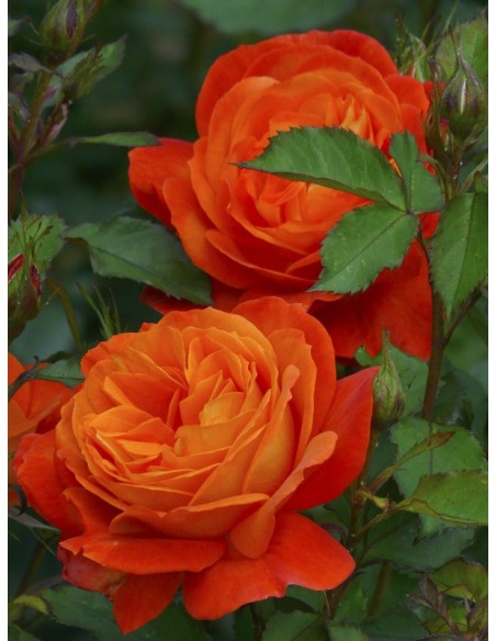 Super Trouper roze pomarańczowe