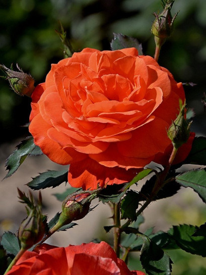 róże pomarańczowe Super Trouper