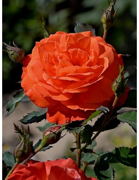 róże pomarańczowe Super Trouper