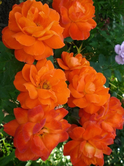 róże pomarańczowe Super Trouper