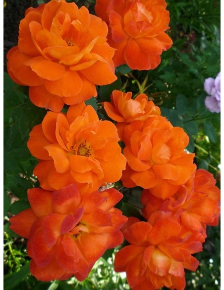 róże pomarańczowe Super Trouper