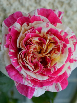 Vanille Fraise róże pnące