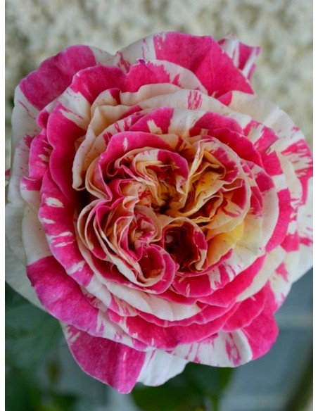 Vanille Fraise róże pnące