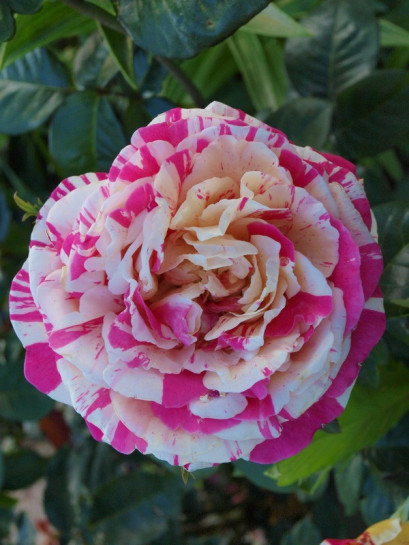 róże pnące Vanille Fraise