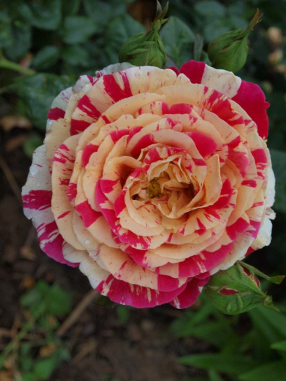 Vanille Fraise wielobarwne róże pnące