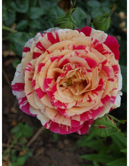 Vanille Fraise wielobarwne róże pnące