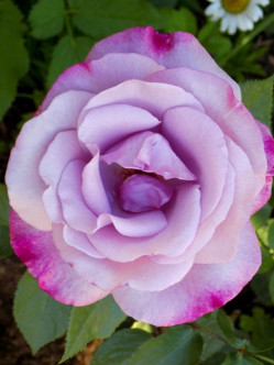 mody blue róże niebieskie