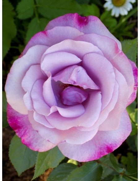 mody blue róże niebieskie