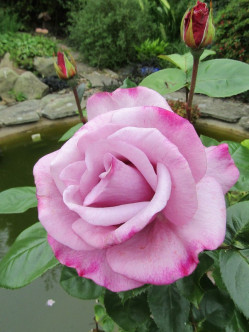 mody blue róże niebieskie 2