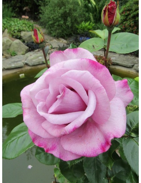 mody blue róże wilkokwiatowe