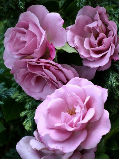 mody blue niebieskie róże