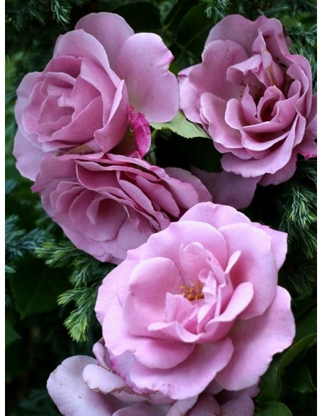 mody blue niebieskie róże