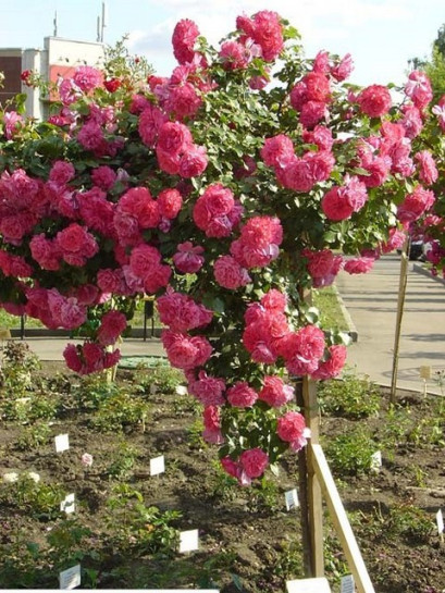 róża na nodze rosarita