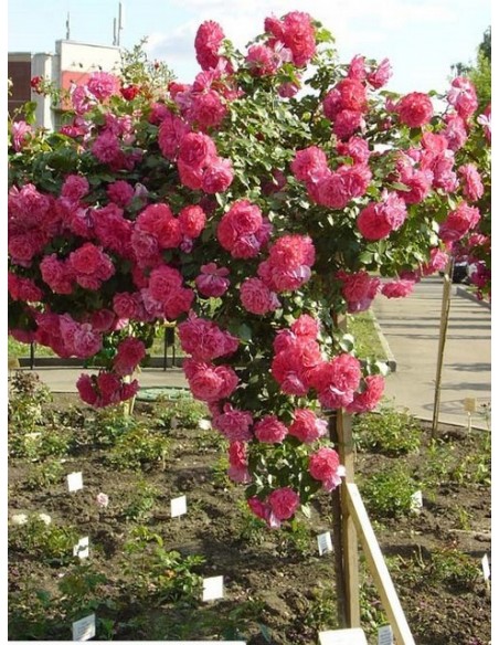 róża na nodze rosarita