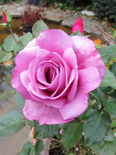 niebieskie róże mody blue