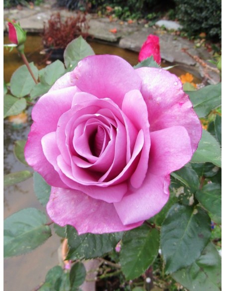 niebieskie róże mody blue