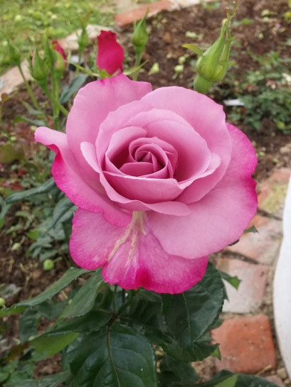 róże niebieskie mody blue