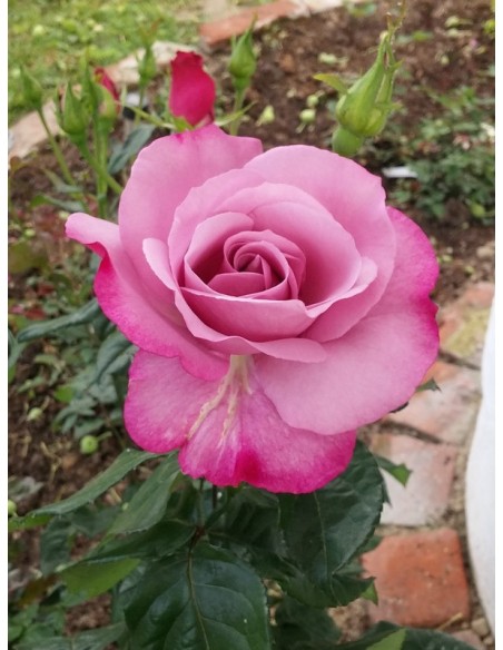 róże niebieskie mody blue