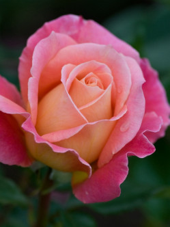 Audrey Wilcox róże wielkokwiatowe