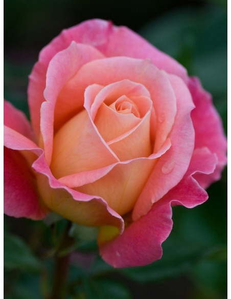 Audrey Wilcox róże wielkokwiatowe