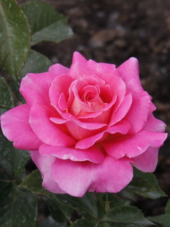 Audrey Wilcox róże wielkokwiatowe 2