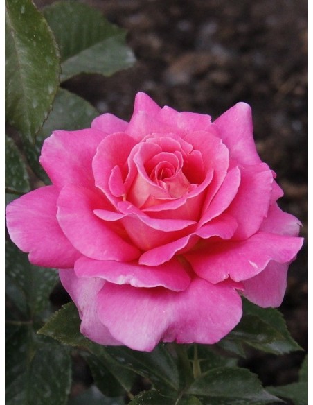 Audrey Wilcox wielkokwiatowe róże