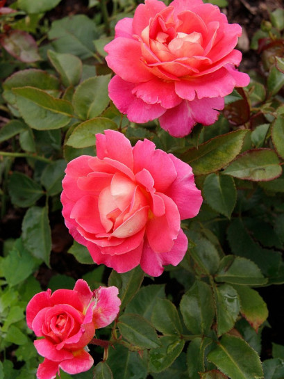 wielkokwiatowe róże Audrey Wilcox