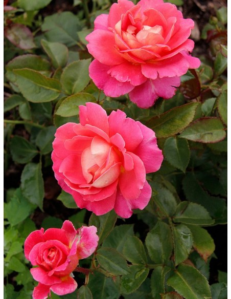 wielkokwiatowe róże Audrey Wilcox