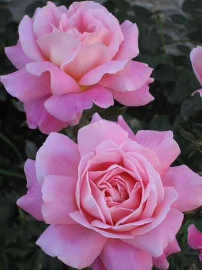 wielkokwiatowe róże Audrey Wilcox