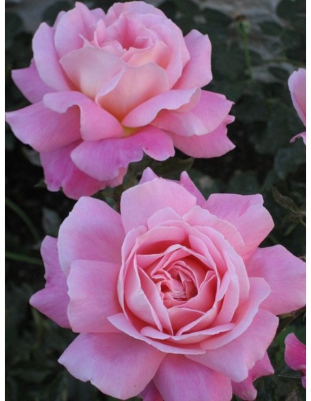 wielkokwiatowe róże Audrey Wilcox