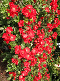 Robusta róże dzikie