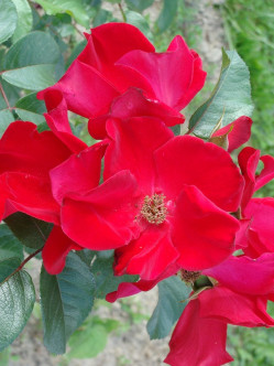 Robusta róże dzikie 2