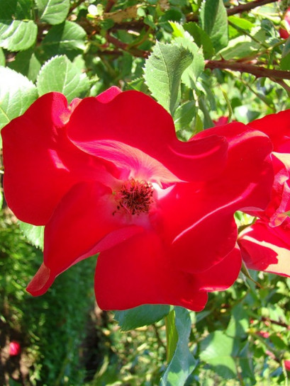 mieszaniec róży dzikiej Robusta