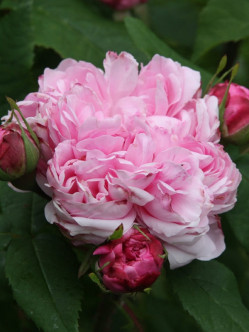 JACQUES CARTIER róże historyczne