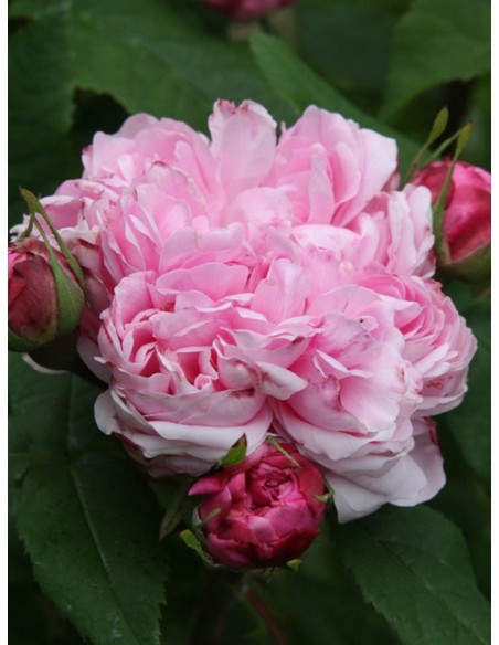 JACQUES CARTIER róże historyczne